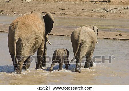 Stock Image - elephant family crossing the uaso nyiro river samburu national reserve kenya africa. Fotosearch