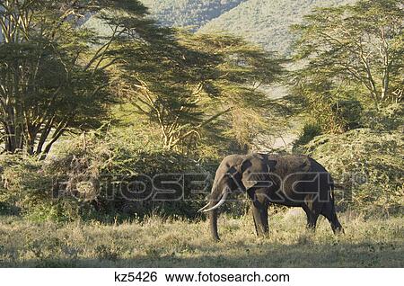 elephant lake manyara national park tanzania africa View Large Photo Image Stock Photograph - elephant lake manyara national park tanzania africa. Fotosearch