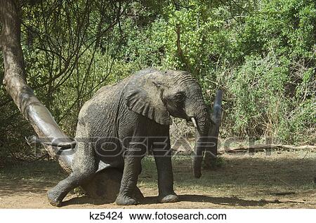 elephant scratching rear end on tree trunk lake manyara national park tanzania africa View Large Photo Image Picture - elephant scratching rear end on tree trunk lake manyara national park tanzania africa. Fotosearch
