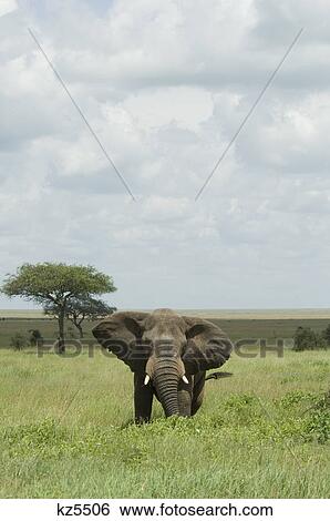 elephant standing in plains serengeti national park tanzania africa View Large Photo Image Stock Photograph - elephant standing in plains serengeti national park tanzania africa. Fotosearch