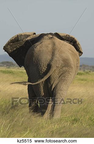 Stock Photography - elephant walking away rear view from behind tail wrinkled skin amboseli national park kenya africa. Fotosearch