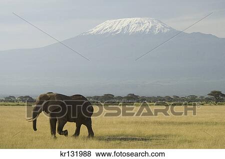 elephant walking in plains of amboseli national park mount kilimanjaro in background kenya africa View Large Photo Image Stock Photo - elephant walking in plains of amboseli national park mount kilimanjaro in background kenya africa. Fotosearch