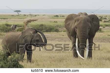 elephant with large tusks and younger one giving himself a dust dirt bath amboseli national park kenya africa View Large Photo Image Stock Image - elephant with large tusks and younger one giving himself a dust dirt bath amboseli national park kenya africa. Fotosearch