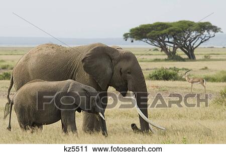 elephant with large tusks and younger one loxodonta africana amboseli national park kenya africa View Large Photo Image Stock Image - elephant with large tusks and younger one loxodonta africana amboseli national park kenya africa. Fotosearch