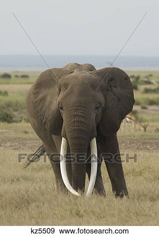 elephant with very large tusks loxodonta africana amboseli national park kenya africa View Large Photo Image Stock Photo - elephant with very large tusks loxodonta africana amboseli national park kenya africa. Fotosearch