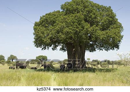 elephants in shade of baobab tree tarangire national park tanzania africa View Large Photo Image Picture - elephants in shade of baobab tree tarangire national park tanzania africa. Fotosearch