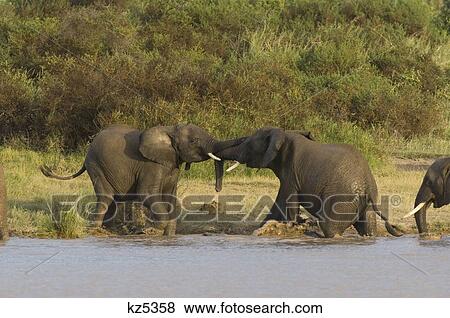 Stock Photo - elephants playing in pond amboseli national park kenya africa. Fotosearch