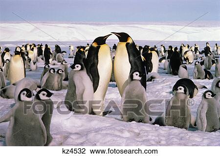 emperor penguin rookery with chicks antarctica View Large Photo Image Stock Image - emperor penguin rookery with chicks antarctica. Fotosearch