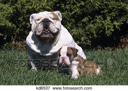 english bulldog adult and puppy in grass View Large Photo Image Stock Photo - english bulldog adult and puppy in grass. Fotosearch