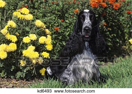english cocker spaniel sitting in front of flowers View Large Photo Image Stock Image - english cocker spaniel sitting in front of flowers. Fotosearch