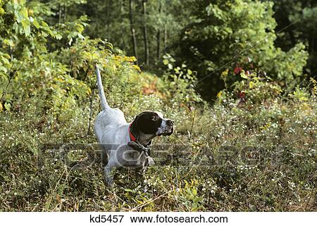 english pointer dog outdoors in grassy field pointing View Large Photo Image Stock Photo - english pointer dog outdoors in grassy field pointing. Fotosearch