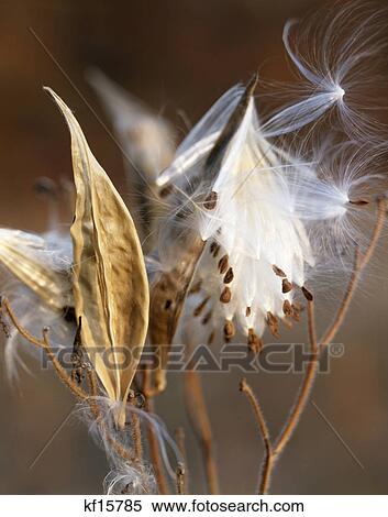exploding milkweed pods View Large Photo Image Stock Photography - exploding milkweed pods. Fotosearch