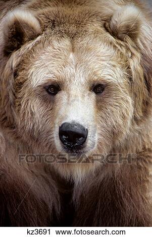 face of brown bear black bear variation ursus americanus north america View Large Photo Image Stock Image - face of brown bear black bear variation ursus americanus north america. Fotosearch