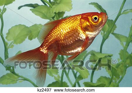 Stock Photo - fantail goldfish. Fotosearch
