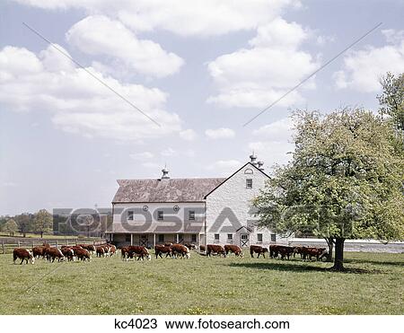 farm scene with hereford cows grazing in front of white barn View Large Photo Image Stock Image - farm scene with hereford cows grazing in front of white barn. Fotosearch