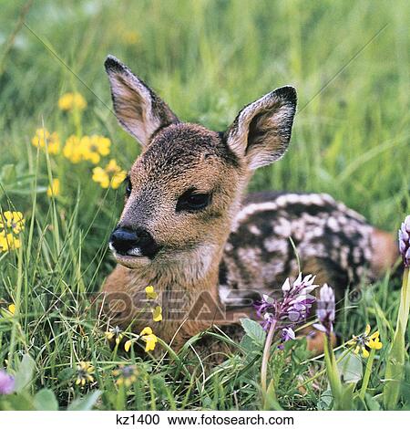 fawn sitting in grass meadow View Large Photo Image Stock Image - fawn sitting in grass meadow. Fotosearch