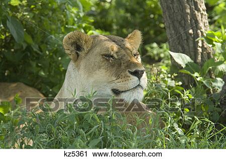 female lion peering out of wood serengeti national park tanzania africa View Large Photo Image Stock Image - female lion peering out of wood serengeti national park tanzania africa. Fotosearch