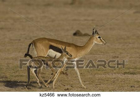 female thomson's gazelle with baby ngrongoro crater tanzania africa View Large Photo Image Stock Photograph - female thomson's gazelle with baby ngrongoro crater tanzania africa. Fotosearch