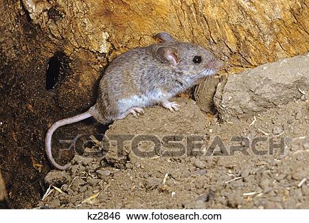 field mouse reithrodontomys agrestis View Large Photo Image Stock Photograph - field mouse reithrodontomys agrestis. Fotosearch