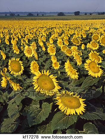 Stock Photo - field of sunflowers. Fotosearch