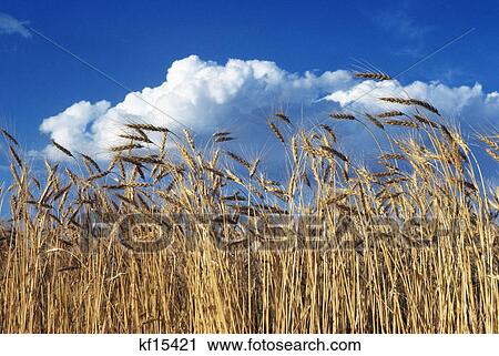 field of wheat stalks blue sky and clouds View Large Photo Image Stock Image - field of wheat stalks blue sky and clouds. Fotosearch