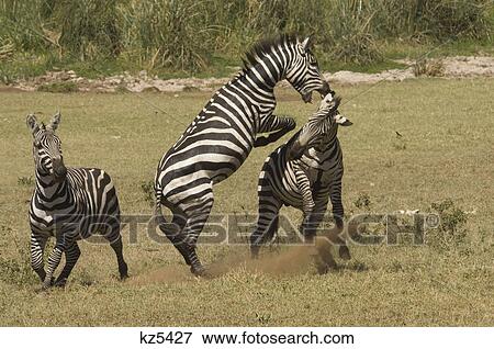 Stock Photo - fighting zebras ngorongoro crater tanzania africa. Fotosearch