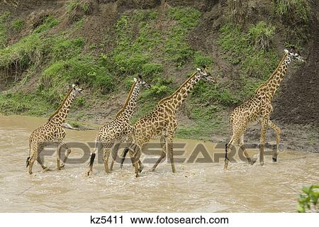 four giraffes crossing river masai mara national reserve kenya africa View Large Photo Image Stock Image - four giraffes crossing river masai mara national reserve kenya africa. Fotosearch