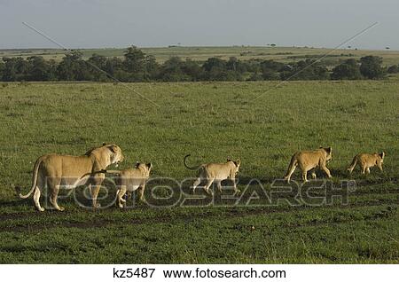 four lion cubs walking in a line with lioness in rear masai mara national reserve kenya africa View Large Photo Image Stock Photo - four lion cubs walking in a line with lioness in rear masai mara national reserve kenya africa. Fotosearch