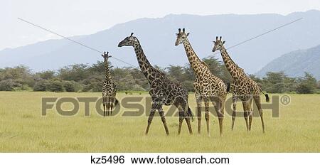 Stock Photograph - four masai giraffes in plains lake manyara national park tanzania africa. Fotosearch