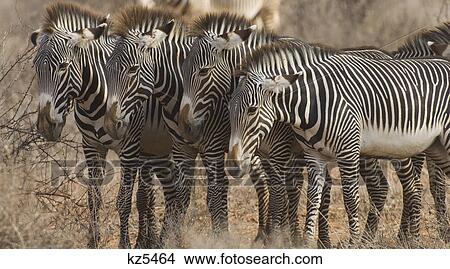 four zebras standing in a row samburu national reserve kenya africa View Large Photo Image Picture - four zebras standing in a row samburu national reserve kenya africa. Fotosearch