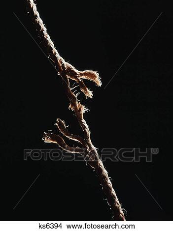 frayed rope pulled taut View Large Photo Image Picture - frayed rope pulled taut. Fotosearch