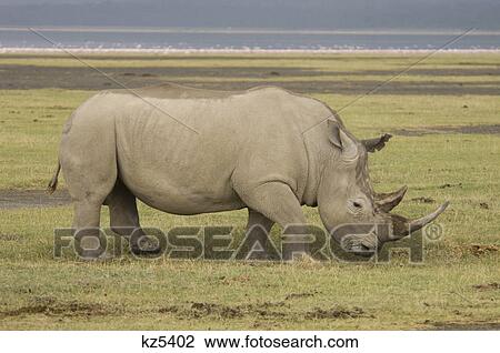 full body profile white rhinoceros lewa downs kenya africa View Large Photo Image Stock Image - full body profile white rhinoceros lewa downs kenya africa. Fotosearch