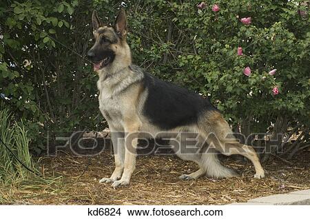 german shepherd dog outdoors View Large Photo Image Picture - german shepherd dog outdoors. Fotosearch