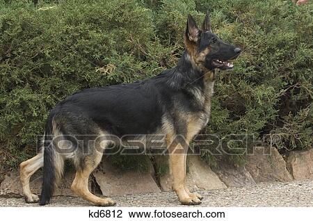 german shepherd dog posing by evergreens View Large Photo Image Stock Image - german shepherd dog posing by evergreens. Fotosearch