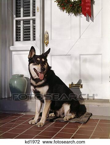 german shepherd dog sitting by front door with christmas wreath View Large Photo Image Stock Image - german shepherd dog sitting by front door with christmas wreath. Fotosearch