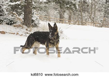 german shepherd dog walking in winter snow View Large Photo Image Stock Image - german shepherd dog walking in winter snow. Fotosearch