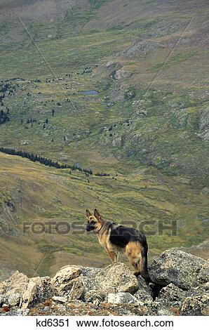 german shepherd on mountain top View Large Photo Image Stock Image - german shepherd on mountain top. Fotosearch