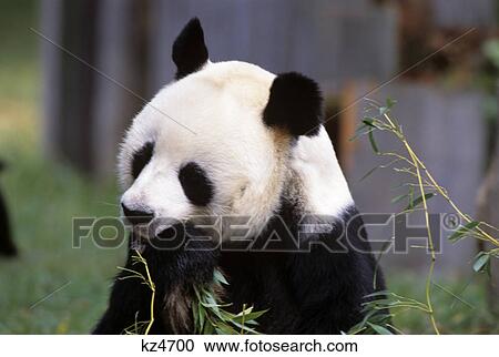 giant panda eating bamboo ailuropoda melanoleuca View Large Photo Image Stock Image - giant panda eating bamboo ailuropoda melanoleuca. Fotosearch
