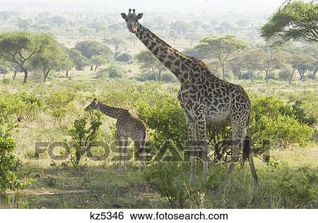 giraffe and baby tarangire national park tanzania africa View Large Photo Image Stock Photograph - giraffe and baby tarangire national park tanzania africa. Fotosearch