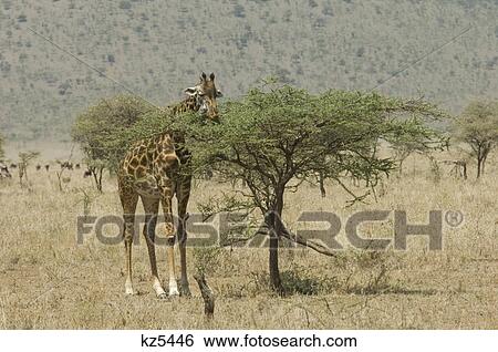 giraffe eating top leaves of small acacia tree serengeti tanzania africa View Large Photo Image Stock Photograph - giraffe eating top leaves of small acacia tree serengeti tanzania africa. Fotosearch