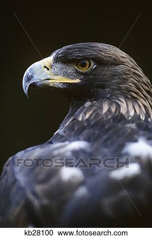 golden eagle aquila chrysaetos america, europe, n asia, n africa View Large Photo Image Stock Image - golden eagle aquila chrysaetos america, europe, n asia, n africa. Fotosearch
