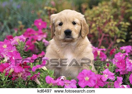 Stock Photo - golden retriever puppy sitting in petunias. Fotosearch