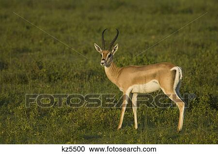 grant's gazelle standing in plains serengeti national park tanzania africa View Large Photo Image Stock Image - grant's gazelle standing in plains serengeti national park tanzania africa. Fotosearch