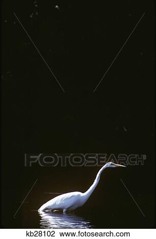 great egret casmerodius albus eco pond, everglades national park florida View Large Photo Image Stock Image - great egret casmerodius albus eco pond, everglades national park florida. Fotosearch