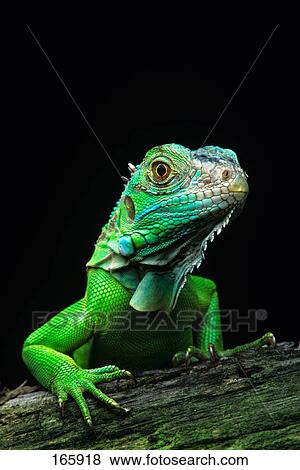 green iguana iguana iguana View Large Photo Image Stock Photo - green iguana iguana iguana. Fotosearch