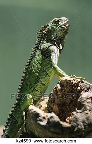 green iguana on tree limb iguana iguana costa rica View Large Photo Image Stock Image - green iguana on tree limb iguana iguana costa rica. Fotosearch