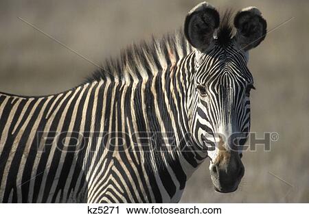 Stock Image - grevy's zebra standing in plains kenya, africa. Fotosearch