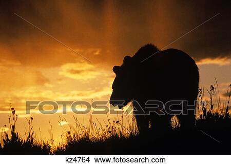 grizzly bear silhouette at sunset ursus arctos horribilis View Large Photo Image Picture - grizzly bear silhouette at sunset ursus arctos horribilis. Fotosearch