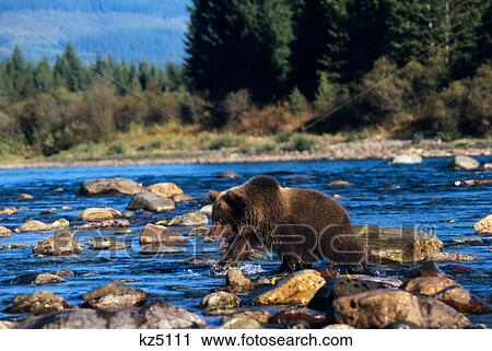 Stock Image - grizzly bear walking in river ursus arctos horribilis montana. Fotosearch
