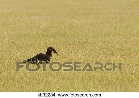ground hornbill in grassy plains lake manyara national park tanzania africa View Large Photo Image Picture - ground hornbill in grassy plains lake manyara national park tanzania africa. Fotosearch